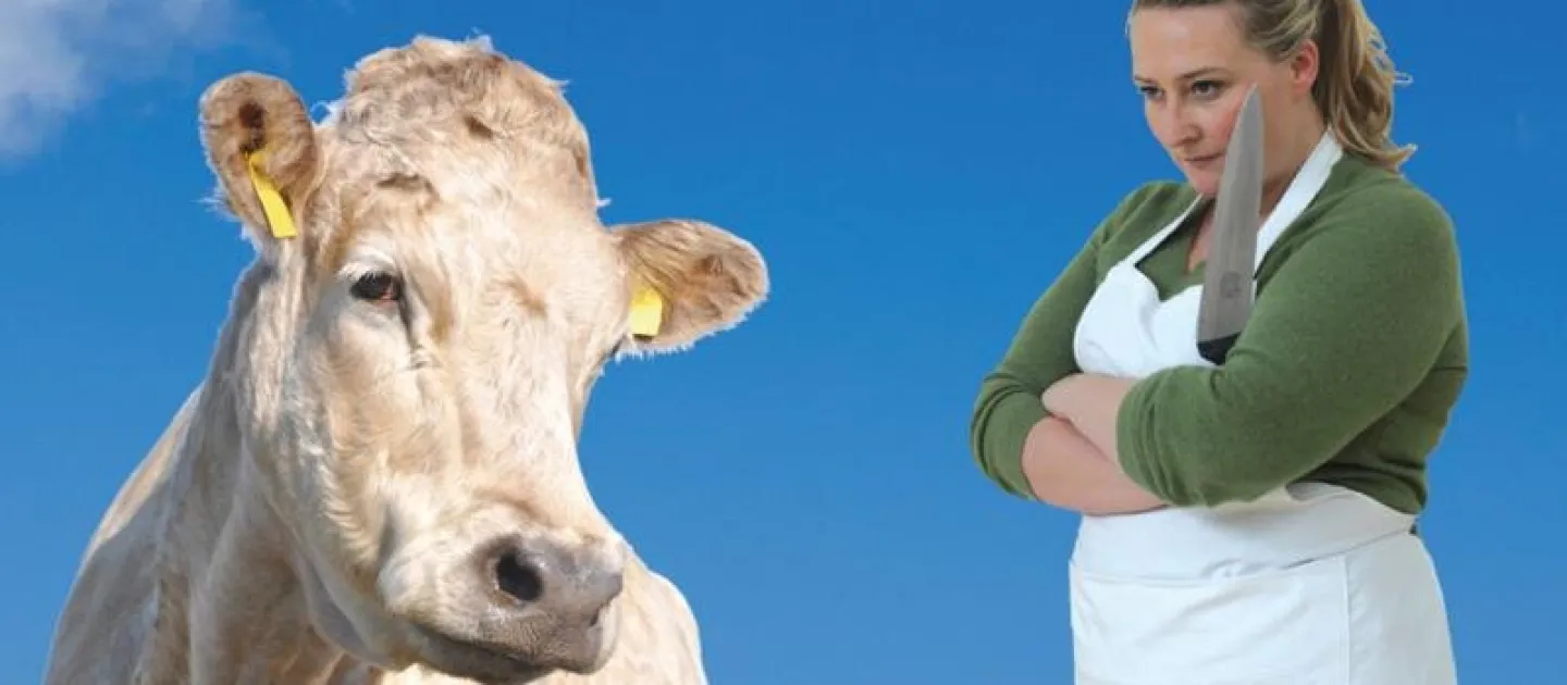 Charolais