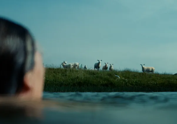 Notes from Sheepland still 2